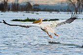 A Great white pelican, Pelecanus onocrotalus, take off from a lake. Kenya, Africa.