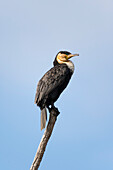 A Great cormorant, Phalocrocorax carbo, perched on a tree branch. Kenya, Africa.