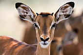 Porträt eines jungen männlichen Impalas, Aepyceros melampus. Nakuru-See-Nationalpark, Kenia, Afrika.