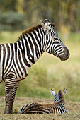 Ein Steppenzebra, Equus quagga, und sein Fohlen im Lake Nakuru National Park. Nakuru-Nationalpark, Kenia, Afrika.