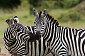 Ein Paar von zwei Steppenzebras, Equus quagga.