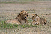A mating pair of lions, Panthera leo.