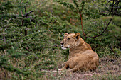 Porträt einer Löwin, Panthera leo, beim Ausruhen im Masai Mara National Reserve. Masai Mara-Nationalreservat, Kenia, Afrika.