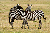 Two plains zebras, Equus quagga, one facing the camera.
