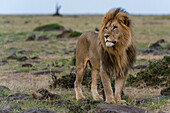 A male lion, Panthera leo, looking at the surroundings. Masai Mara National Reserve, Kenya, Africa.