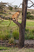 A lion cub, Panthera leo, sitting on a tree branch.