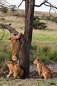 A lion cub, Panthera leo, climbing on a tree.