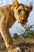 Ein Porträt einer Löwin, Panthera leo, im Masai Mara National Reserve. Masai Mara-Nationalreservat, Kenia, Afrika.