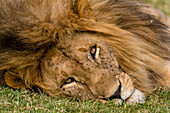 Close-up portrait of a male lion, Panthera leo, laying on grass. Masai Mara National Reserve, Kenya, Africa.