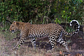 Ein Leopard, Panthera pardus, im Masai Mara-Nationalreservat. Masai Mara-Nationalreservat, Kenia, Afrika.