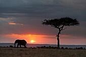 Silhouette of an African elephants, Loxodonta africana, walking at sunset. Masai Mara National Reserve, Kenya, Africa.