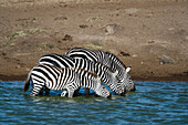 Plains zebras, Equus quagga, drinking at water hole.