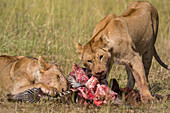 Löwinnen, Panthera leo, beim Fressen eines Steppenzebras, Equus quagga. Masai Mara Nationalreservat, Kenia, Afrika.