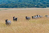 Steppenzebras, Equus quagga, laufen in einer Reihe im hohen Gras.