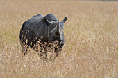 A Black rhinoceros, Diceros bicornis, in dry tall grass. Masai Mara National Reserve, Kenya, Africa.