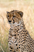 Portrait of a cheetah, Acinonyx jubatus. Masai Mara National Reserve, Kenya, Africa.