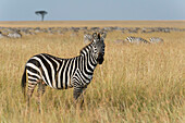 Herde von Steppenzebras, Equus quagga, im Gras im Masai Mara National Reserve. Masai Mara-Nationalreservat, Kenia, Afrika.