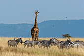 Eine Masai-Giraffe, Giraffa camelopardalis tippelskirchi, und Burchell's Zebras, Equus quagga burchelli, wallen in der Savanne.