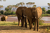 Three African elephants, Loxodonta Africana, walking in Samburu National Reserve, Kenya. Kenya.