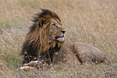 Portrait of a male lion, Panthera leo, Masai Mara, Kenya. Kenya.
