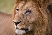 Portrait of a male lion, Panthera leo, Masai Mara, Kenya. Kenya.