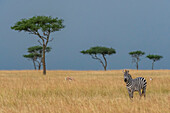 A plains zebra, Equus quagga, in the Masai Mara plains dotted by acacia trees, Masai Mara National Reserve, Kenya. Kenya.