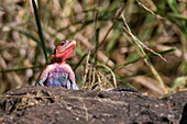 A common agama, Agama agama, Masai Mara National Reserve, Kenya. Kenya.