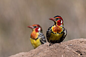 A red-and-yellow barbet, Trachyphonus erythrocephalus, on a termite mound. Voi, Tsavo Conservation Area, Kenya.