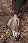 Ein verletzter Wasserbock wird vom mobilen Veterinärdienst des Kenya Wildlife Services behandelt. Voi, Kenia.