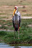 A yellow-billed stork, Mycteria ibis, on shore of Lake Gipe. Voi, Tsavo Conservation Area, Kenya.