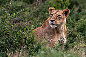 A lioness, Panthera leo, in the bush on a kopje known as Lion Rock in Lualenyi reserve. Voi, Tsavo National Park, Kenya.