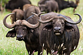 African buffalos, Syncerus caffer, looking at the camera. Voi, Tsavo National Park, Kenya.
