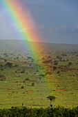 A rainbow over the savannah in Tsavo National Park. Voi, Tsavo National Park, Kenya.