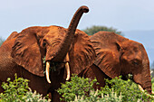 Ein afrikanischer Elefant, Loxodonta africana, beim Grasen. Voi, Tsavo-Nationalpark, Kenia.