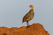 Ein Gelbhalspfeifender, Francolinus leucoscepus, auf einem Termitenhügel. Voi, Tsavo, Kenia