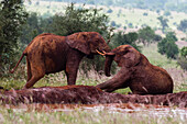 Zwei afrikanische Elefanten, Loxodonta africana, beim Sparring im roten Schlamm des Tsavo-Nationalparks. Voi, Tsavo, Kenia