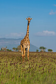 Porträt einer Masai-Giraffe, Giraffa camelopardalis, die stehend in die Kamera schaut. Voi, Tsavo, Kenia