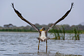 A great white pelican, Pelecanus onocrotalus, taking off. Voi, Lake Gipe, Tsavo, Kenya