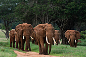 Eine Parade afrikanischer Elefanten, Loxodonta africana, im Gehen. Voi, Tsavo, Kenia