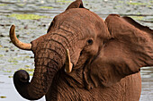 Ein afrikanischer Elefant, Loxodonta africana, schüttelt seinen Kopf. Voi, Tsavo, Kenia