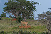 A lioness, Panthera leo, and its four cubs on a termite mound. Voi, Tsavo, Kenya