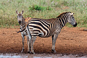 Ein junges Steppenzebra, Equus quagga, neben seiner Mutter. Voi, Tsavo, Kenia