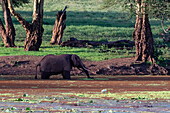 A African elephant, Loxodonta africana, drinking. Voi, Tsavo, Kenya