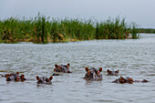 Flusspferde, Hippopotamus amphibius, tauchen aus dem Lake Jipe auf. Voi, Tsavo, Kenia