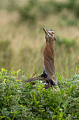 Kori bustard (Ardeotis kori), Tsavo, Kenya.