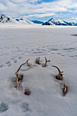 Ein Kreis aus Rentiergeweihen ragt aus dem Schnee heraus. In der Nähe von Mushamna, Insel Spitzbergen, Svalbard, Norwegen.