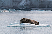 A bearded seal, Erignathus barbatus, lies on ice floe in Krossfjorden. Krossfjorden, Spitsbergen Island, Svalbard, Norway.
