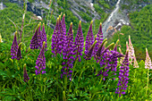 Violette und pfirsichfarbene Ähren der Russell-Lupine wachsen entlang der Straße nach Trollstigen. Trollstigen, Rauma, Norwegen.