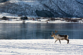 Ein Rentier, Rangifer tarandus, in einer verschneiten Uferlandschaft. Fornes, Vesteralen-Inseln, Nordland, Norwegen.