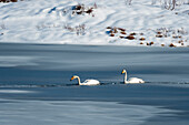 Zwei Singschwäne, Cygnus cygnus, schwimmen im größtenteils zugefrorenen Ostadvatnet-See. Ostadvatnet See, Lofoten-Inseln, Nordland, Norwegen.